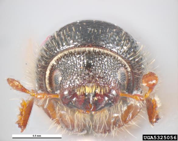ostrozobi borov lubadar (<i>Ips acuminatus</i>)