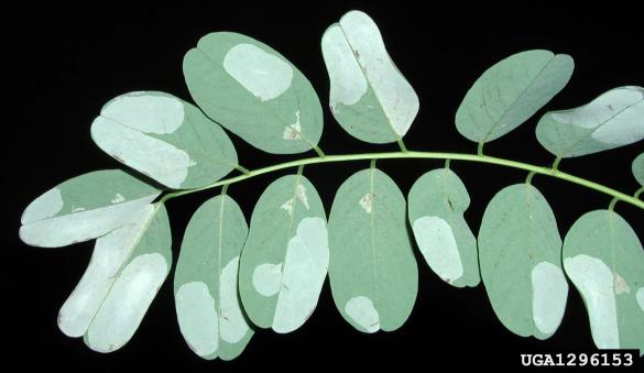 listni zavrtač robinije (<i>Phyllonorycter robiniella</i>)