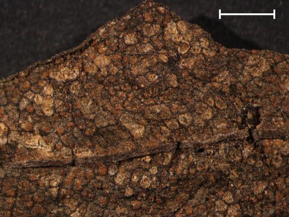Coleosporium euphrasiae 