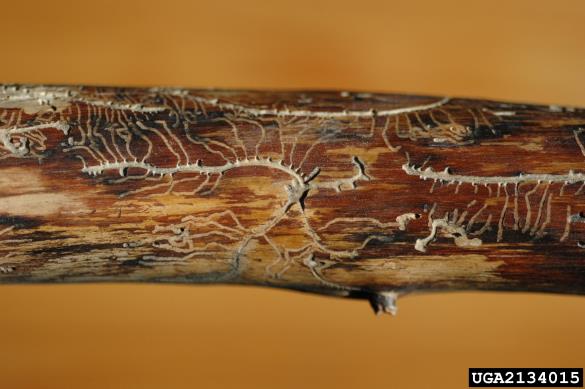 dvozobi borov lubadar (<i>Pityogenes bidentatus</i>) na <i>Pinus sylvestris</i>