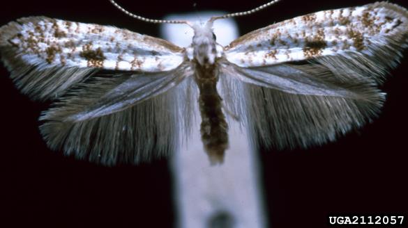 <i>Argyresthia thuiella</i>