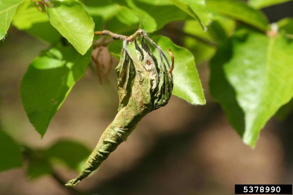 zavijač (<i>Byctiscus</i>) na <i>Fagus sylvatica</i>