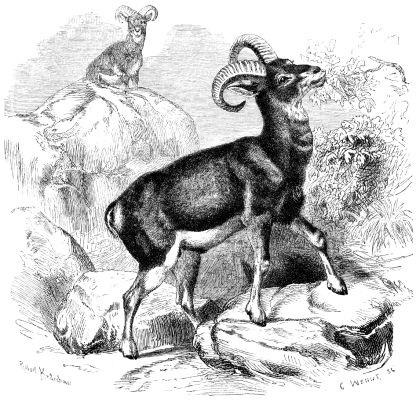 muflon