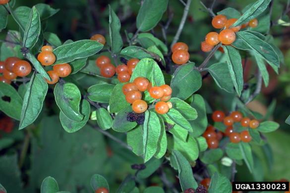<i>Lonicera tatarica</i>