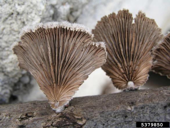 navadna cepilistka (<i>Schizophyllum commune</i>) na <i>Fagus sylvatica</i>