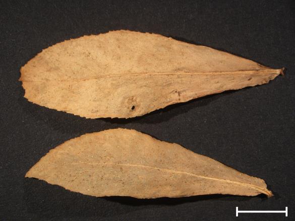 Melampsora euphorbiae 