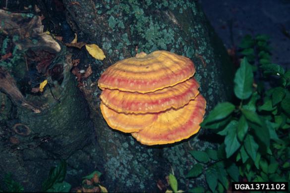 žvepleni lepoluknjičar (<i>Laetiporus sulphureus</i>) na <i>Prunus</i> spp.