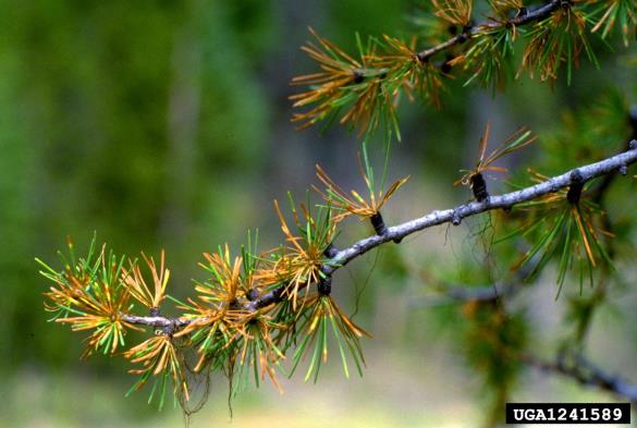 osip macesnovih iglic (<i>Meria laricis</i>) na <i>Larix occidentalis</i>