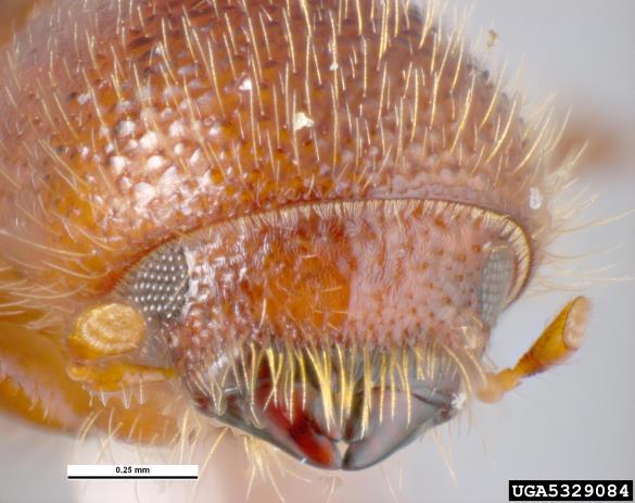 mali črni lesar (<i>Xyleborus monographus</i>)
