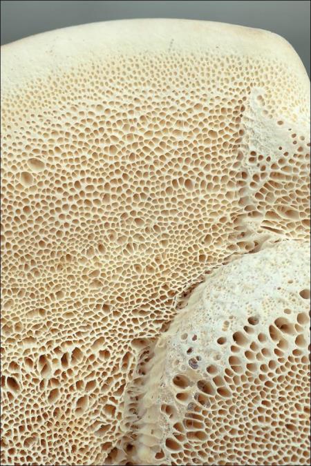 Trametes pubescens