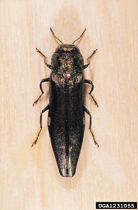 <i>Agrilus biguttatus</i>