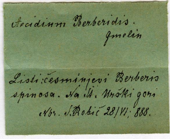 Aecidium berberidis 