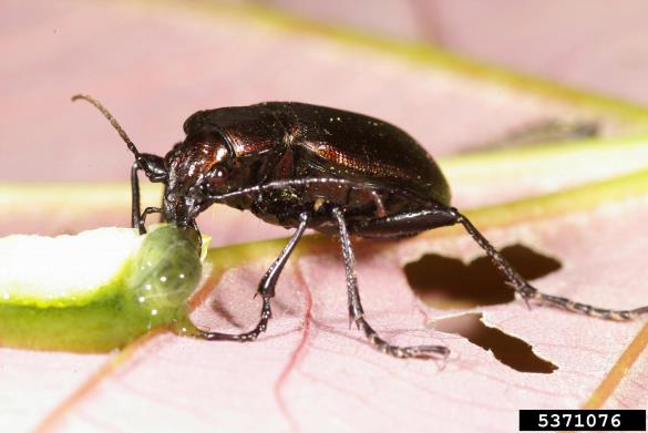 mali moškatnik (<i>Calosoma inquisitor</i>)