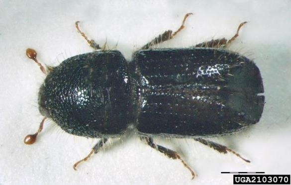 osmerozobi smrekov lubadar ali knaver (<i>Ips typographus</i>)