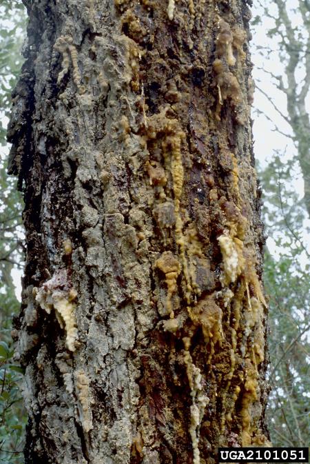 smolasti plemenec (<i>Dioryctria splendidella</i>) na <i>Pinus</i> spp.