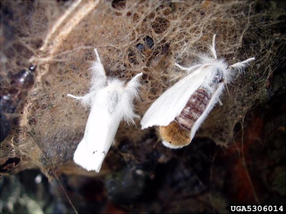 zlatnica ali zlatoritka (<i>Euproctis chrysorrhoea</i>) na <i>Prunus cerasus</i>
