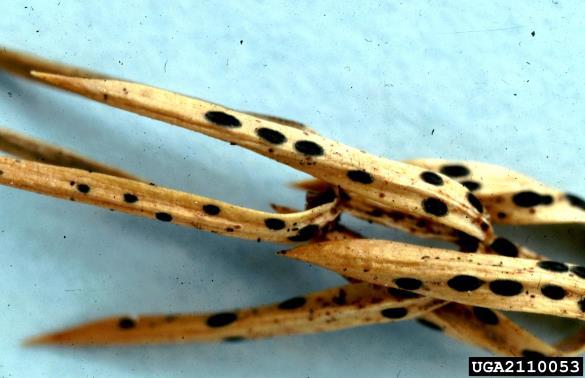 osip brinovih iglic (<i>Lophodermium juniperinum</i>) na <i>Juniperus</i> spp.