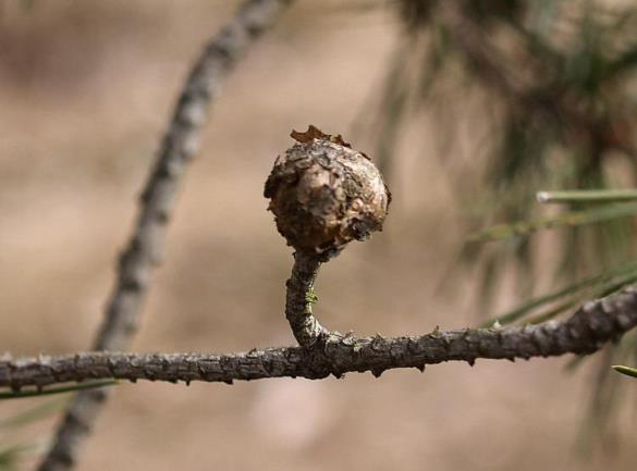 Trisetacus pini 