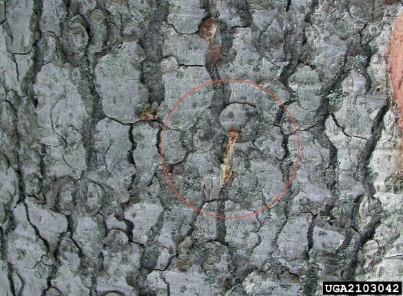 zrnati jelov lubadar, mali jelov lubadar (<i>Cryphalus piceae</i>) na <i>Abies alba</i>