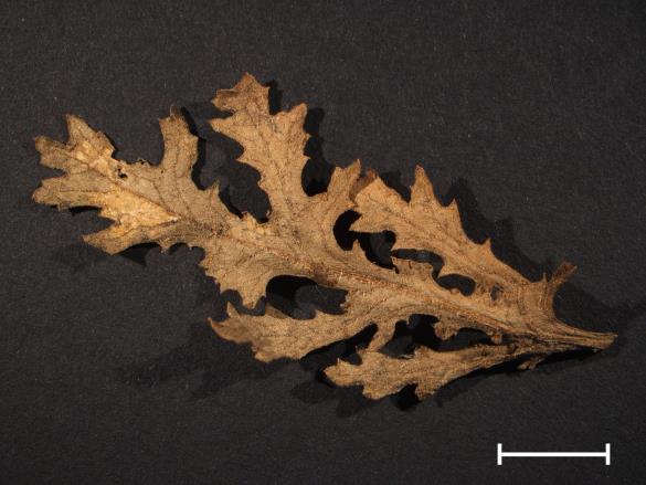 Coleosporium senecionis