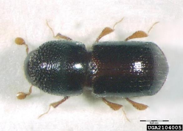 <i>Xyleborus germanus</i>