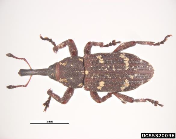 smrekov rilčkar (<i>Pissodes harcyniae</i>)