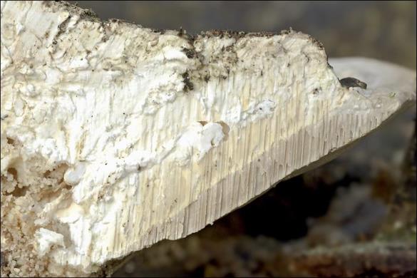 Trametes gibbosa