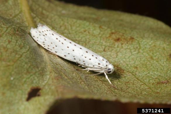 čremsov zapredkar (<i>Yponomeuta evonymella</i>)