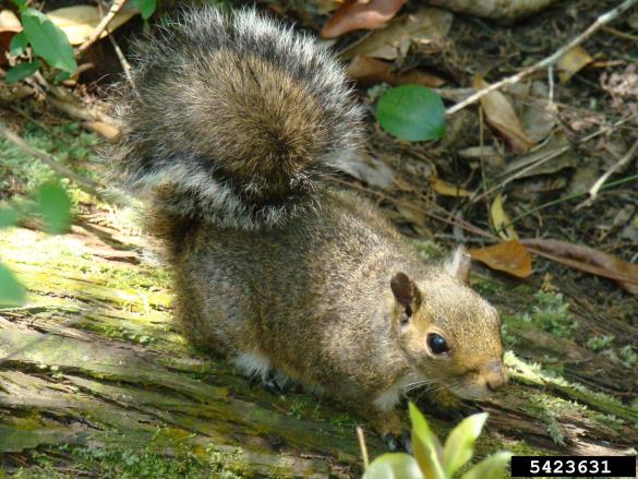 siva veverica (<i>Sciurus carolinensis</i>)