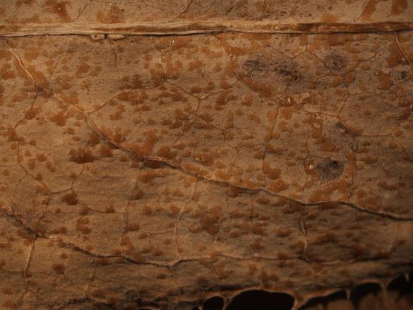 Coleosporium sonchi