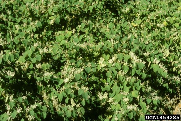 japonski dresnik (<i>Fallopia japonica</i>)