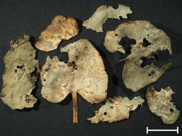 Aecidium ficariae