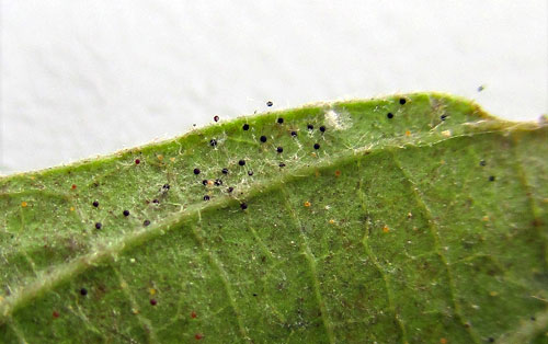 <i>Erysiphe divaricata</i>