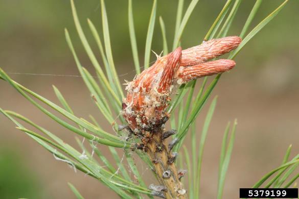 zavijač borovih poganjkov (<i>Rhyacionia buoliana</i>) na <i>Pinus</i> spp.