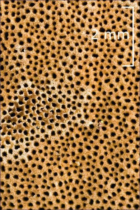 Phellinus pomaceus