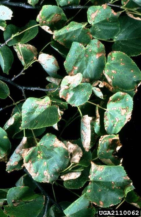 <i>Apiognomonia errabunda</i> na <i>Tilia</i> spp.