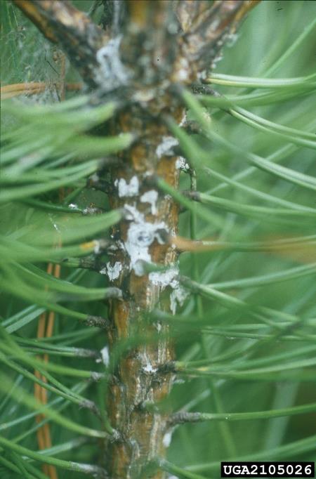 šesterozobi smrekov lubadar (<i>Pityogenes chalcographus</i>) na <i>Pinus nigra</i>