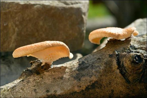 Polyporus alveolaris
