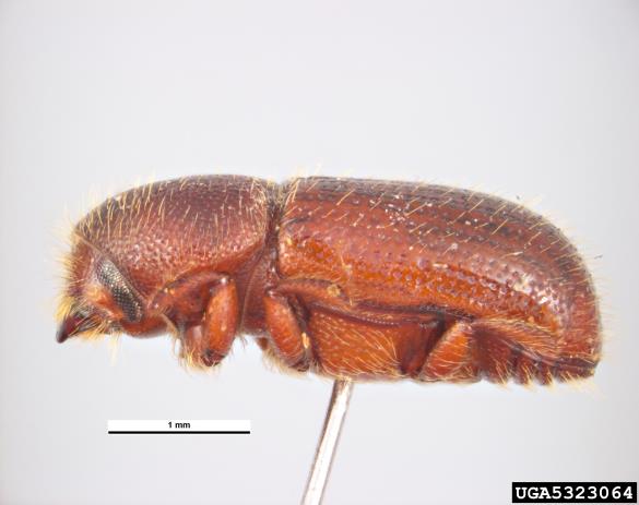 kosmati smrekov lubadar (<i>Dryocoetes autographus</i>)