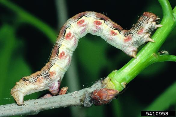 veliki zimski pedic ali veliki zmrzlikar (<i>Erannis defoliaria</i>) na <i>Quercus</i> spp.