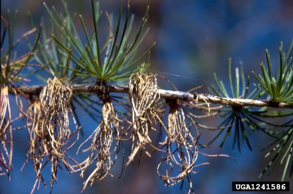 osip macesnovih iglic (<i>Hypodermella laricis</i>) na <i>Larix occidentalis</i>