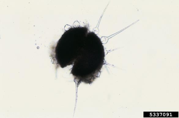 <i>Phyllactinia guttata</i> na <i>Quercus</i> spp.