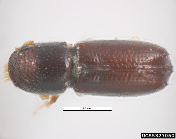 jelov vejni lubadar (<i>Pityophthorus pityographus</i>)
