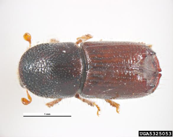 ostrozobi borov lubadar (<i>Ips acuminatus</i>)