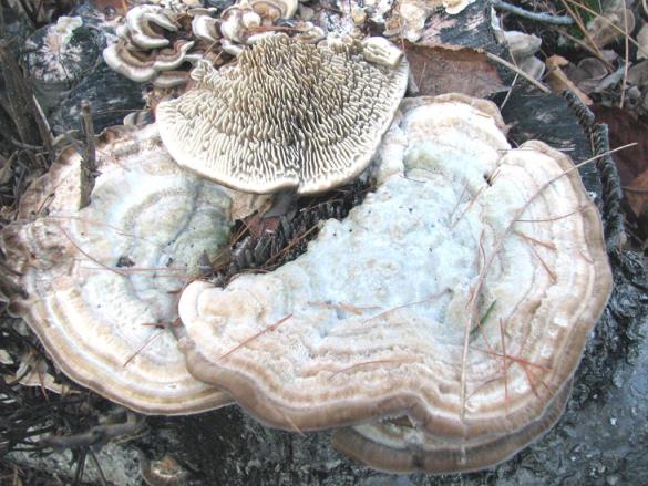 Lenzites betulina