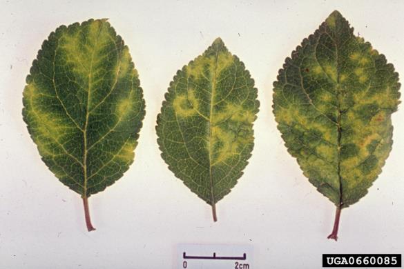 šarka (<i>Potyvirus plum pox virus</i>) na <i>Prunus domestica</i>