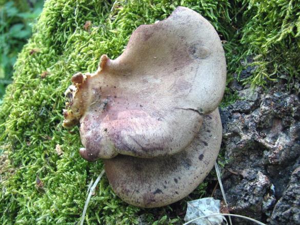 Lentinus conchatus