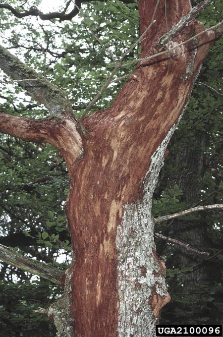 hrastov beljavar (<i>Scolytus intricatus</i>) na <i>Quercus</i> spp.