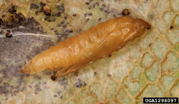 platanov listni zavrtač (<i>Phyllonorycter platani</i>)