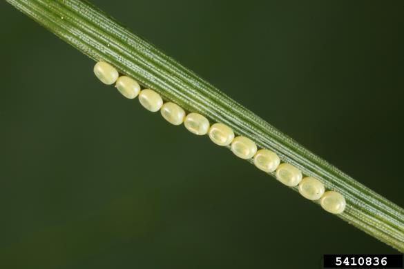 borov pedic (<i>Bupalus piniarius</i>) na <i>Pinus</i> spp.